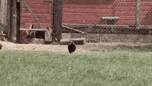 a chicken standing in the grass in front of a fence