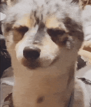 a close up of a dog 's face that looks like a fox .