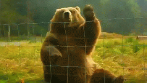 Just Sayin' Hi GIF - Bear Animals Waving GIFs