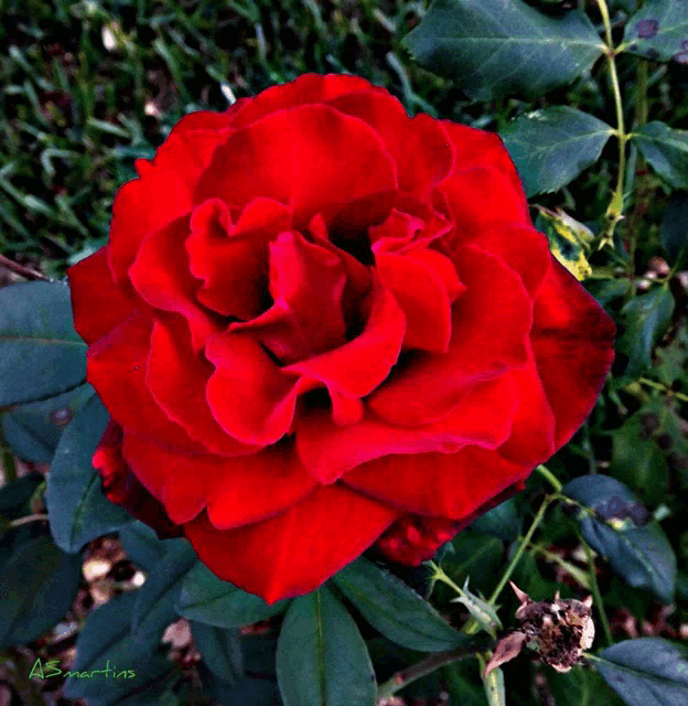 a close up of a red rose with the name a.s. martins written on the bottom