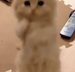 Please Cute Kitten GIF - Please Cute Kitten Kitten GIFs