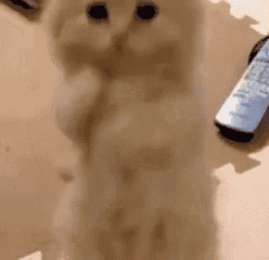 a white cat is standing on its hind legs next to a remote control .