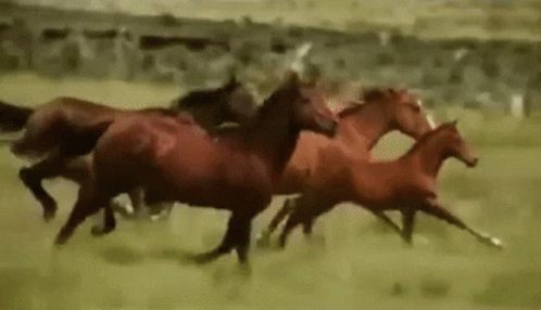 Horses Running GIF