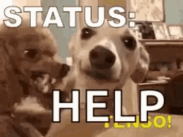 two dogs are standing next to each other with the words " status : help " written on the bottom