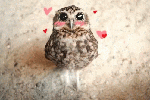 Love Big Love GIF - Love Big Love Owl GIFs