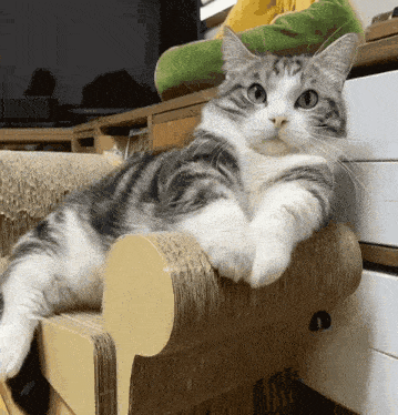 a gray and white cat laying on a cardboard box