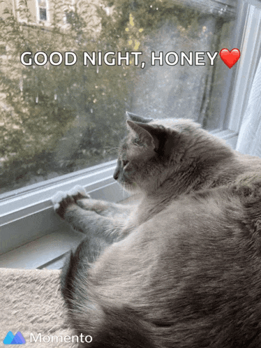 a cat laying on a window sill with a good night honey greeting