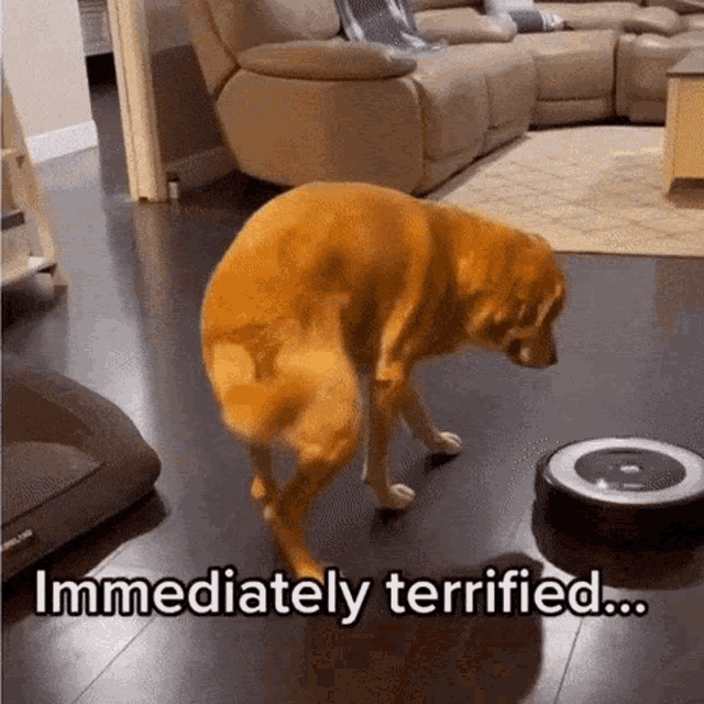 a dog is looking at a robotic vacuum cleaner in a living room with the caption immediately terrified .