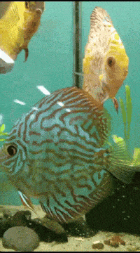 two fish are swimming in a tank and one has a yellow tail