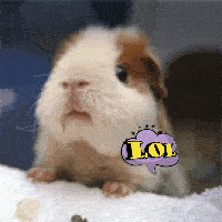 a brown and white guinea pig with a lol sticker on its face