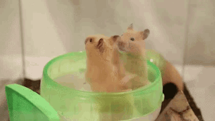two hamsters are standing in a green bowl of water .