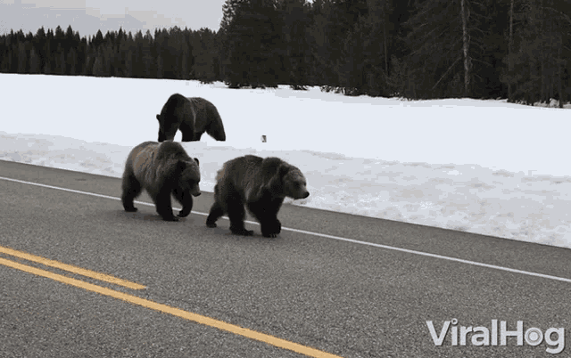 Bears Bears On The Road GIF - Bears Bears On The Road Black Bears GIFs