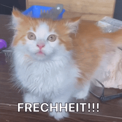 a fluffy orange and white cat is sitting on a table with the words frechheit written on the bottom