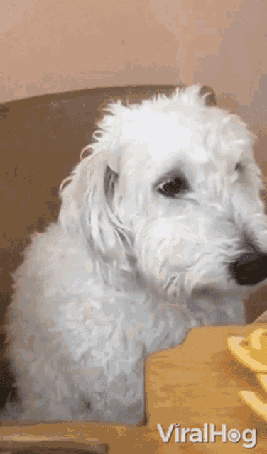 a small white dog is sitting at a table eating french fries ..