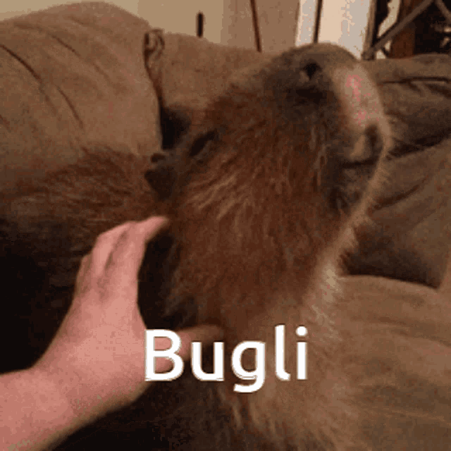 a close up of a person petting a capybara with the word bugli written on the bottom
