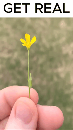 Get Real Flower Middle Finger GIF - Get Real Flower Middle Finger GIFs