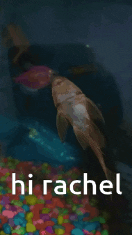 a fish is swimming in a tank with the words hi rachel on the bottom