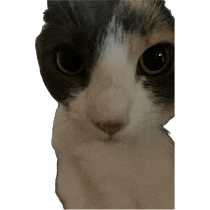 a close up of a black and white cat 's face with a white background