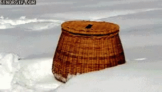 Basket Snow GIF - Basket Snow Dog GIFs