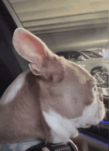 a brown and white dog is sitting in a car