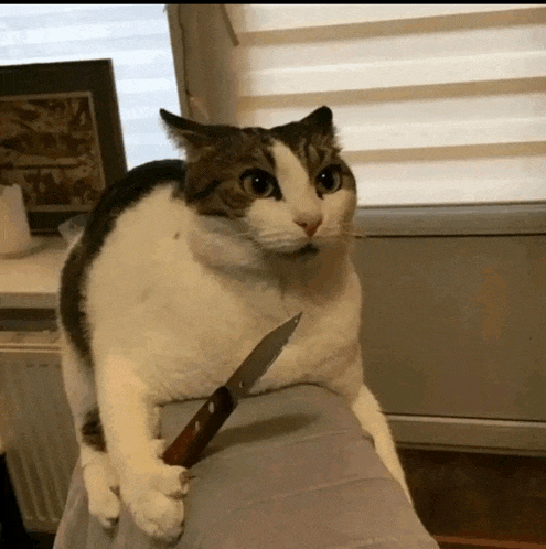 a cat holds a knife in its paws and looks at the camera