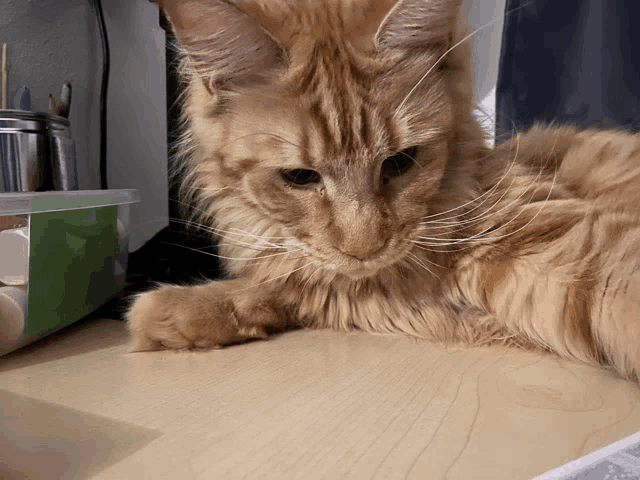 a cat laying on a wooden table with a green box behind it