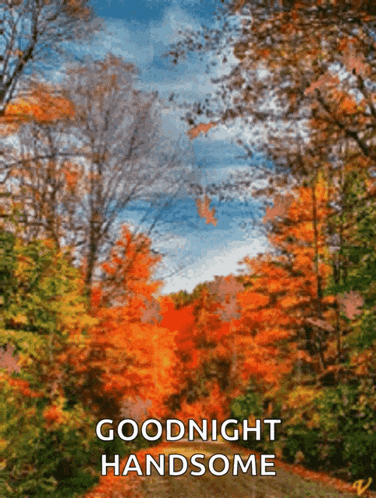 a picture of a forest with the words " goodnight handsome " on it
