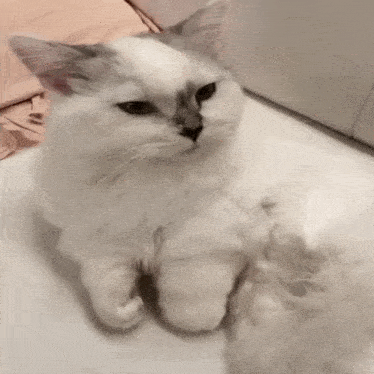 a white cat is sitting on a bed with a pink pillow and looking at the camera .