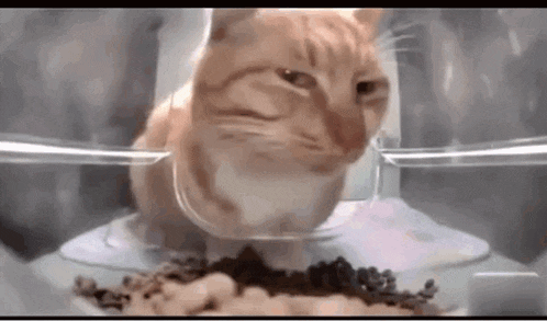 a cat is eating food from a bowl in a blender .