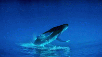 Upside Down Humpback Whale GIF - Whale Ani Animal GIFs