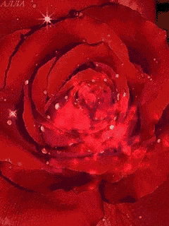 a close up of a red rose with the name alla written on the bottom