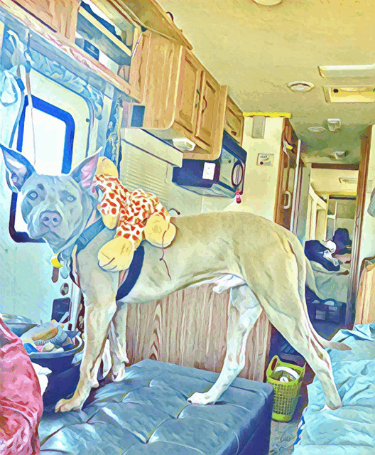 a dog with a stuffed animal on its back is standing in a camper