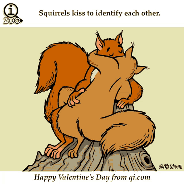 Squirrel Kiss GIF - Squirrel Kiss Love GIFs