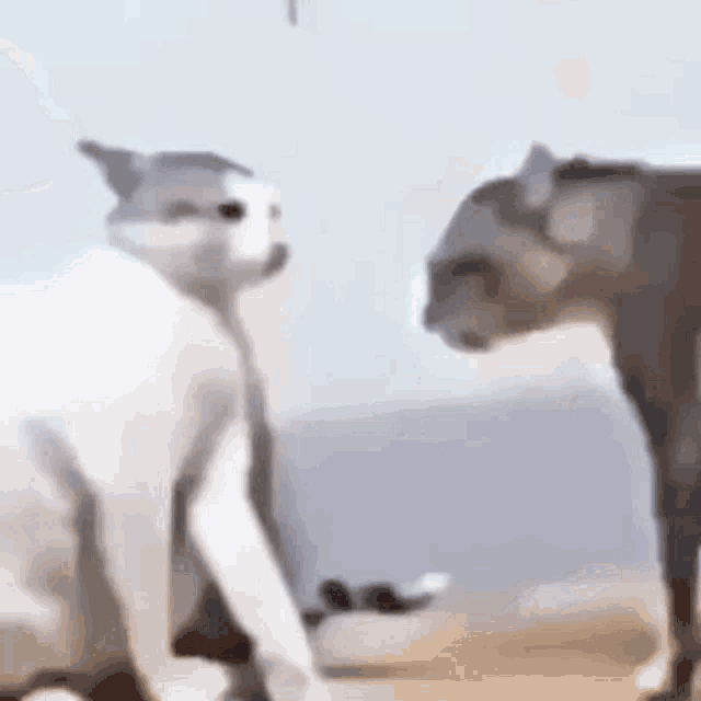 Cat Fighting GIF - Cat Fighting GIFs