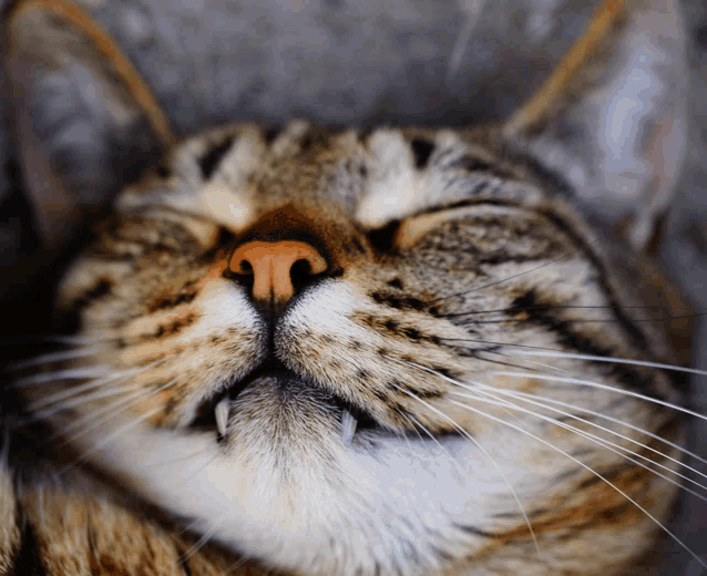 a close up of a cat 's face with its mouth open