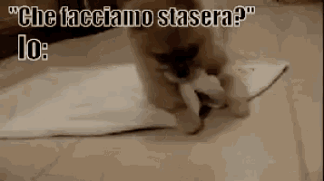 a pomeranian puppy is playing with a piece of paper on the floor