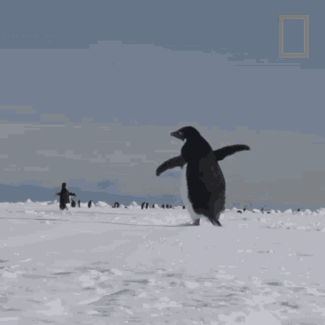 Running Away National Geographic GIF - Running Away National Geographic All About The Adelie Penguin GIFs
