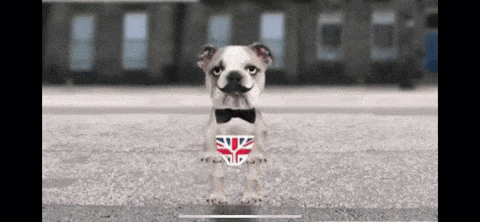 a small dog wearing a bow tie and a british flag underwear