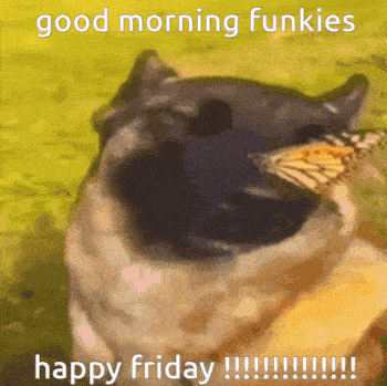 Funky Cat Gc Good Morning GIF - Funky Cat Gc Good Morning Friday GIFs