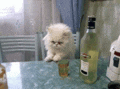 a cat sits on a table next to a bottle of wine