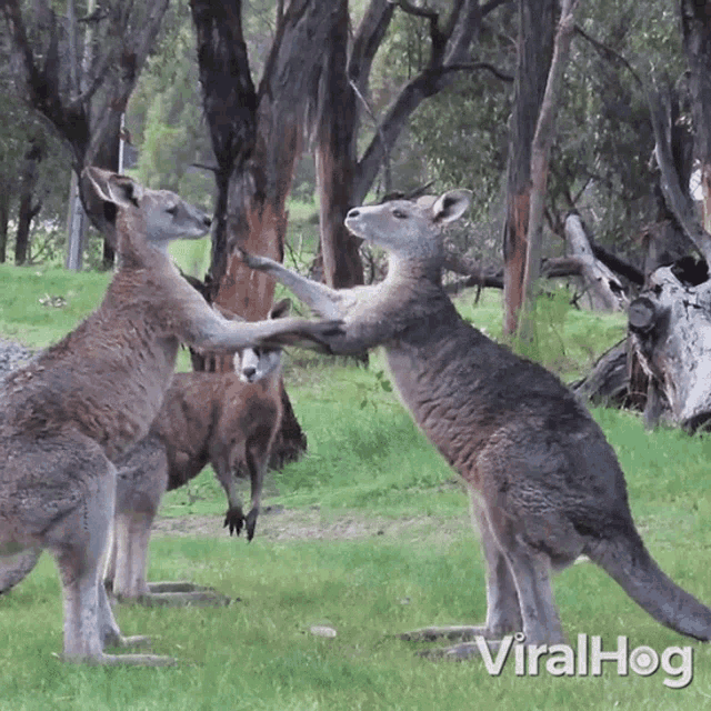 Kangaroo Boxing Viralhog GIF - Kangaroo Boxing Viralhog Kangaroo Fighting GIFs
