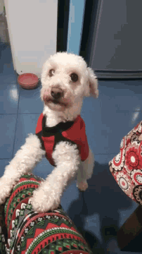 a small white dog is wearing a red and black sweater