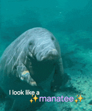 a manatee is swimming in the ocean with the caption " i look like a manatee "