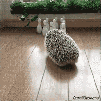 Bowling GIF - Bowling Hedgehog Cute GIFs