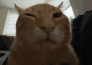 a close up of a cat making a funny face