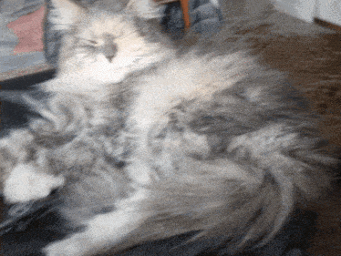 a fluffy cat is laying on a black blanket with its eyes closed