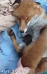 Fox Pet GIF - Fox Pet Wiggle GIFs