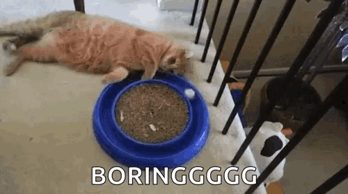 a cat is laying on the floor next to a bowl of cat food .