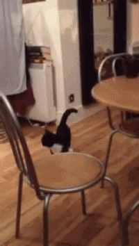 a black cat is sitting on a chair in a room