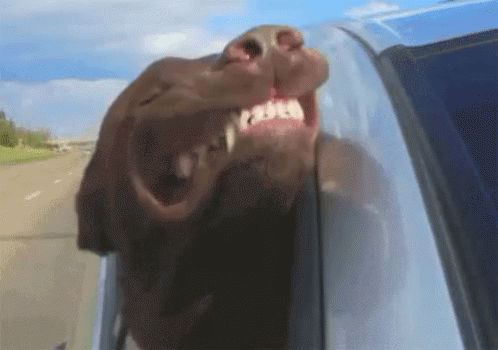 Dog With Head Out Window GIF - Wind Dog Head Out Window GIFs